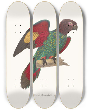 Triptych art skateboard deck of Coenraad Jacob Temminck Perruche Flammche by Coenraad Jacob Temminck (1778-1858)