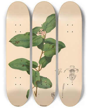 Triptych art skateboard deck of Charles Frederick Millspaugh Medicinal Plants Pl012 by Charles Frederick Millspaugh (1854-1923)