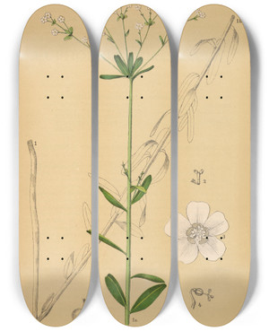 Triptych art skateboard deck of Charles Frederick Millspaugh Medicinal Plants Pl044 by Charles Frederick Millspaugh (1854-1923)