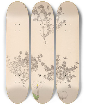 Triptych art skateboard deck of Louis Antoine Cusin Herbier De La Flore Franaise Pl0665 by Louis Antoine Cusin (1824-1901)