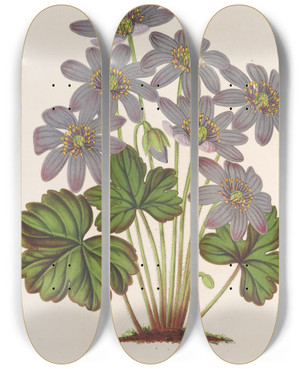 Triptych art skateboard deck of Charles Antoine Lemaire Anemone Hepatica Angulosa by Charles Antoine Lemaire (1800-1871)