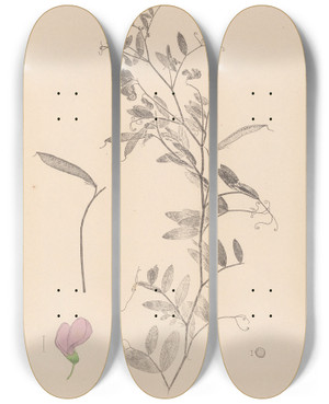 Triptych art skateboard deck of Louis Antoine Cusin Herbier De La Flore Franaise Pl0509 by Louis Antoine Cusin (1824-1901)