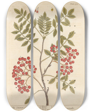 Triptych art skateboard deck of Elizabeth Blackwell The Common Service Tree by Elizabeth Blackwell (1707-1758)