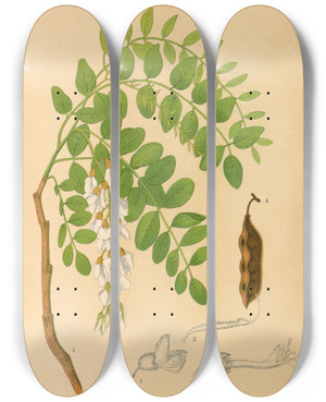Triptych art skateboard deck of Charles Frederick Millspaugh Medicinal Plants Pl143 by Charles Frederick Millspaugh (1854-1923)