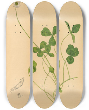 Triptych art skateboard deck of Charles Frederick Millspaugh Medicinal Plants Pl141 by Charles Frederick Millspaugh (1854-1923)