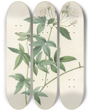 Triptych art skateboard deck of Pierre Joseph Redout Rosa Banksiae by Pierre Joseph Redoute (1759-1840)