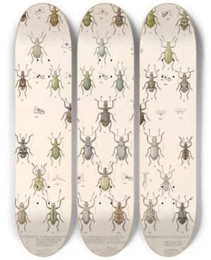 Triptych art skateboard deck of Frederick Ducane Godman Insecta Coleoptera Pl 148 by Frederick Ducane Godman (1834-1919)