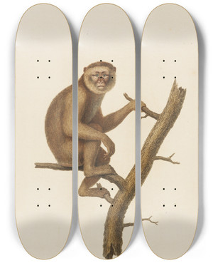 Triptych art skateboard deck of Jeanbaptiste Audebert Le Magot by Jean-Baptiste Audebert (1759-1800)