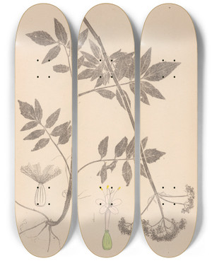 Triptych art skateboard deck of Louis Antoine Cusin Herbier De La Flore Franaise Pl0678 by Louis Antoine Cusin (1824-1901)