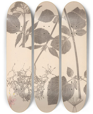 Triptych art skateboard deck of Louis Antoine Cusin Herbier De La Flore Franaise Pl0680 by Louis Antoine Cusin (1824-1901)