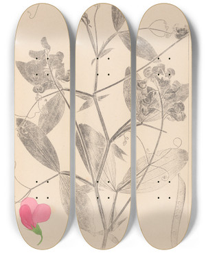 Triptych art skateboard deck of Louis Antoine Cusin Herbier De La Flore Franaise Pl0507 by Louis Antoine Cusin (1824-1901)