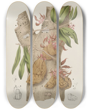 Triptych art skateboard deck of Berthe Hoola Van Nooten Fleurs Fruits Et Feuillages Choisis De Lille De Java Pl24 by Berthe Hoola Van Nooten (1817-1892)