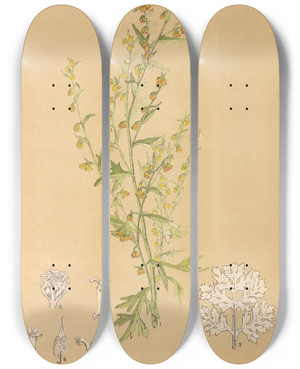 Triptych art skateboard deck of Charles Frederick Millspaugh Medicinal Plants Pl082 by Charles Frederick Millspaugh (1854-1923)
