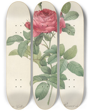 Triptych art skateboard deck of Pierre Joseph Redout Rosa Gallica Pontiana by Pierre Joseph Redoute (1759-1840)