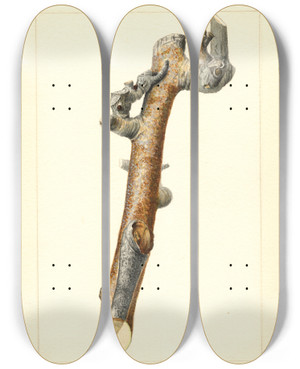 Triptych art skateboard deck of James Marion Shull Pyrus Communis_2 by James Marion Shull (1872-1948)