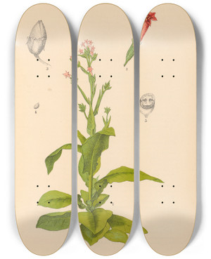Triptych art skateboard deck of Charles Frederick Millspaugh Medicinal Plants Pl022 by Charles Frederick Millspaugh (1854-1923)
