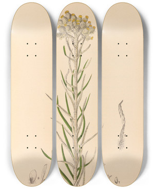 Triptych art skateboard deck of Charles Frederick Millspaugh Medicinal Plants Pl083 by Charles Frederick Millspaugh (1854-1923)