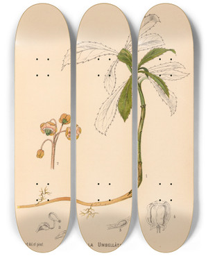 Triptych art skateboard deck of Charles Frederick Millspaugh Medicinal Plants Pl045 by Charles Frederick Millspaugh (1854-1923)