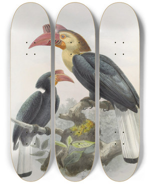 Triptych art skateboard deck of Daniel Giraud Elliot Cranorrhinus Leucocephalus by Daniel Giraud Elliot (1835-1915)