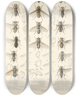 Triptych art skateboard deck of Frederick Ducane Godman Insecta Diptera Pl 11 by Frederick Ducane Godman (1834-1919)