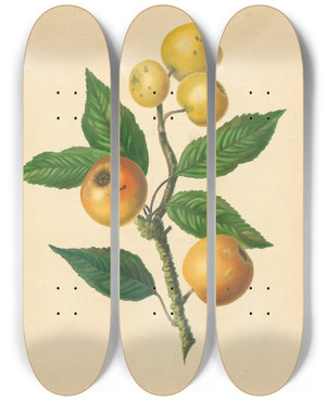 Triptych art skateboard deck of Thomas Andrew Knight Golden Pippin by Thomas Andrew Knight (1759-1838)