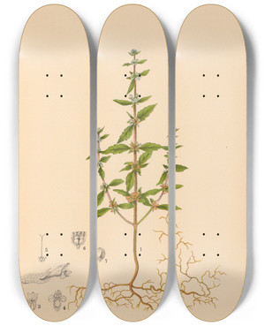 Triptych art skateboard deck of Charles Frederick Millspaugh Medicinal Plants Pl011 by Charles Frederick Millspaugh (1854-1923)
