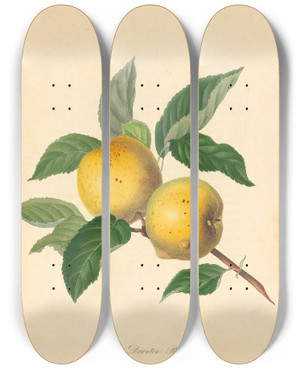 Triptych art skateboard deck of Thomas Andrew Knight Downton Pippin by Thomas Andrew Knight (1759-1838)