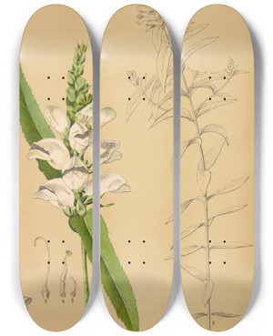 Triptych art skateboard deck of Charles Frederick Millspaugh Medicinal Plants Pl006 by Charles Frederick Millspaugh (1854-1923)