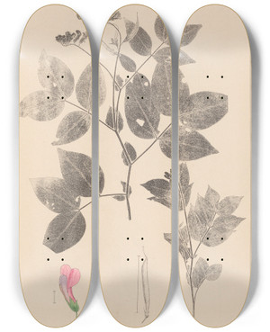 Triptych art skateboard deck of Louis Antoine Cusin Herbier De La Flore Franaise Pl0512 by Louis Antoine Cusin (1824-1901)