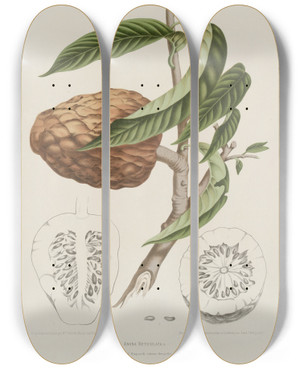 Triptych art skateboard deck of Berthe Hoola Van Nooten Fleurs Fruits Et Feuillages Choisis De Lille De Java Pl20 by Berthe Hoola Van Nooten (1817-1892)
