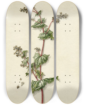 Triptych art skateboard deck of Barend Hendrik Thier Buckwheat Blossoming by Barend Hendrik Thier (1751-1814)