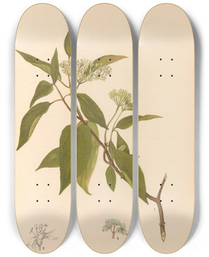 Triptych art skateboard deck of Charles Frederick Millspaugh Medicinal Plants Pl166 by Charles Frederick Millspaugh (1854-1923)