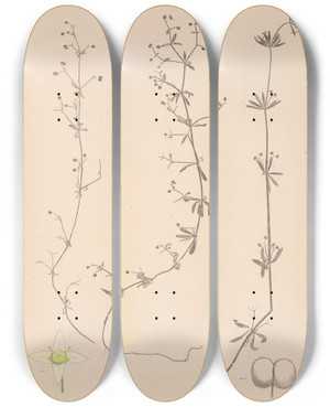 Triptych art skateboard deck of Louis Antoine Cusin Herbier De La Flore Franaise Pl0651 by Louis Antoine Cusin (1824-1901)