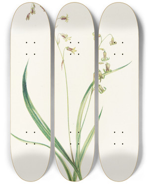 Triptych art skateboard deck of Mary Vaux Walcott Bronzebells Stenanthium Occidentale by Mary Vaux Walcott (1860-1940)