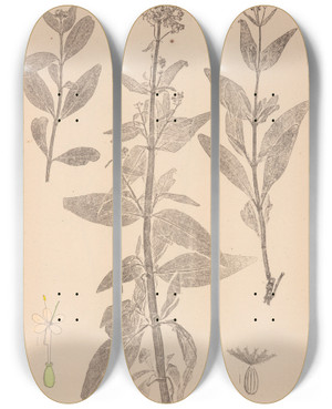 Triptych art skateboard deck of Louis Antoine Cusin Herbier De La Flore Franaise Pl0676 by Louis Antoine Cusin (1824-1901)