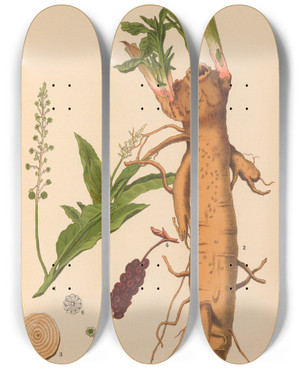 Triptych art skateboard deck of Charles Frederick Millspaugh Medicinal Plants Pl035 by Charles Frederick Millspaugh (1854-1923)