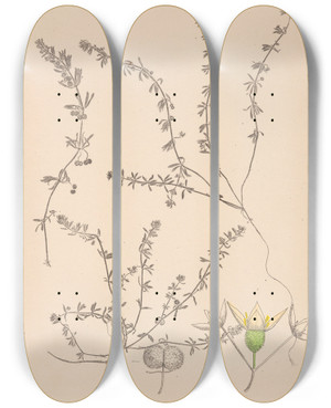 Triptych art skateboard deck of Louis Antoine Cusin Herbier De La Flore Franaise Pl0655 by Louis Antoine Cusin (1824-1901)