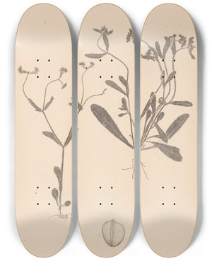 Triptych art skateboard deck of Louis Antoine Cusin Herbier De La Flore Franaise Pl0692 by Louis Antoine Cusin (1824-1901)