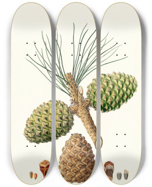 Triptych art skateboard deck of Aylmer Bourke Lambert Pinus Pinea The Stone Pine_1 by Aylmer Bourke Lambert (1761-1842)