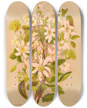 Triptych art skateboard deck of Georgina Burne Hetley Clematis Indivisa by Georgina Burne Hetley (1832-1898)