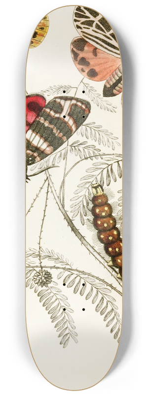 James Duncan - Arctia Hebe, Spilosoma Arge, Spilosoma aerea, Spilosoma Virgo 8.25 inch art skate deck