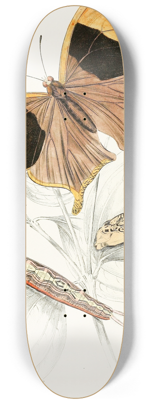 James Duncan - Arpidea Chorinaea 8.25 inch art skate deck