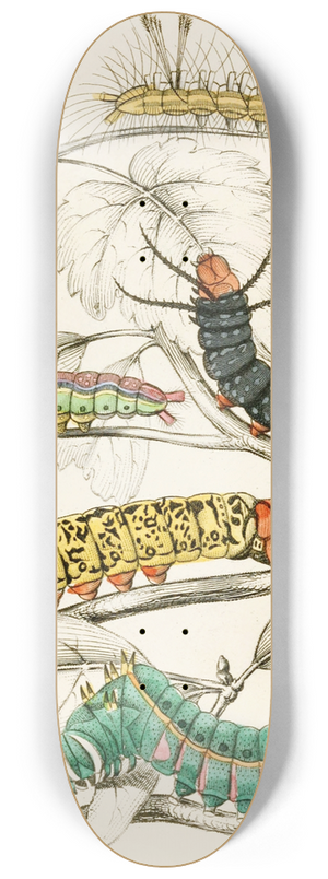 James Duncan - Caterpillar of Erythrinae, Molina, Nesia, Netrix 8.25 inch art skate deck