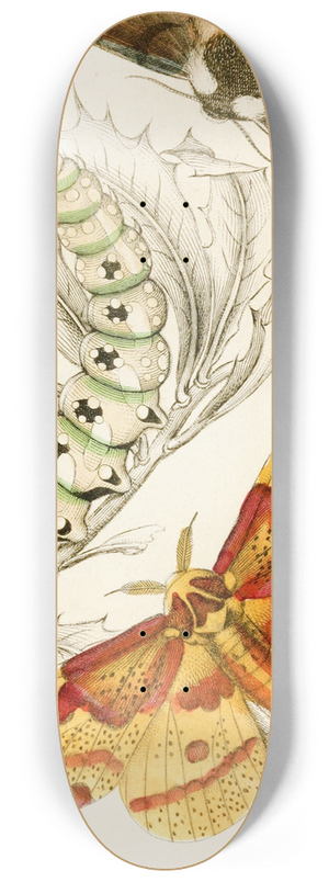 James Duncan - Ceratocampa imperialis, Harpyia Banksiae 8.25 inch art skate deck