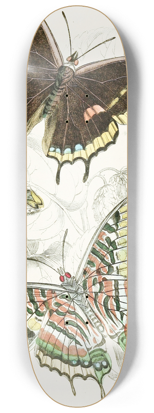 James Duncan - Charaxes Jasius 8.25 inch art skate deck