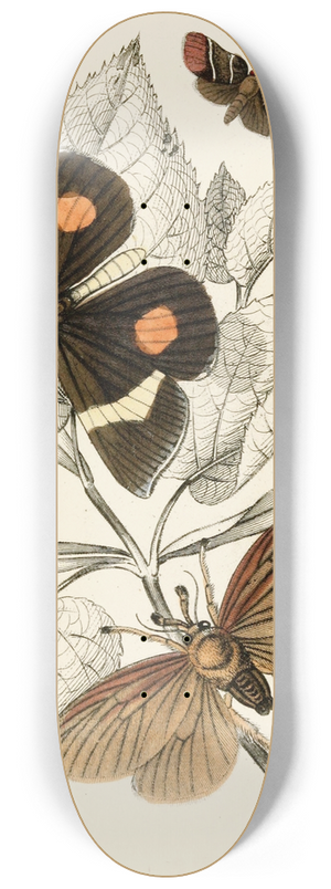 James Duncan - Epidesmia tricolor, Scopelodes unicolor, Tortrix Crameriana 8.25 inch art skate deck