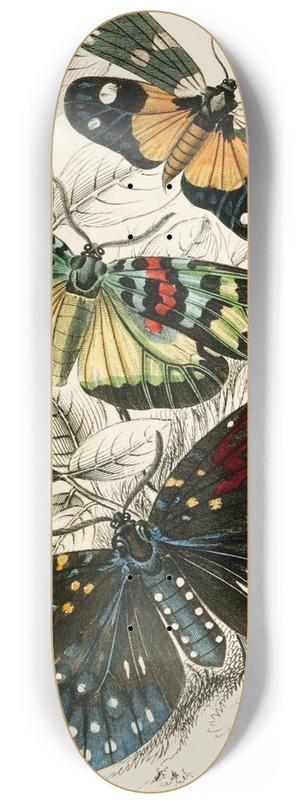 James Duncan - Eterusia tricolor, Erasmia pulchella, Amesia sanguiflua 8.25 inch art skate deck