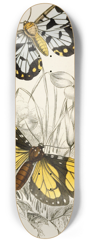 James Duncan - Heleona fenestrata, Anthomyza Tiresia 8.25 inch art skate deck