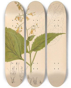 Triptych art skateboard deck of Charles Frederick Millspaugh Medicinal Plants Pl013 by Charles Frederick Millspaugh (1854-1923)