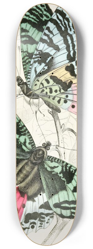 James Duncan - Rhipheus Dasycephalus 8.25 inch art skate deck